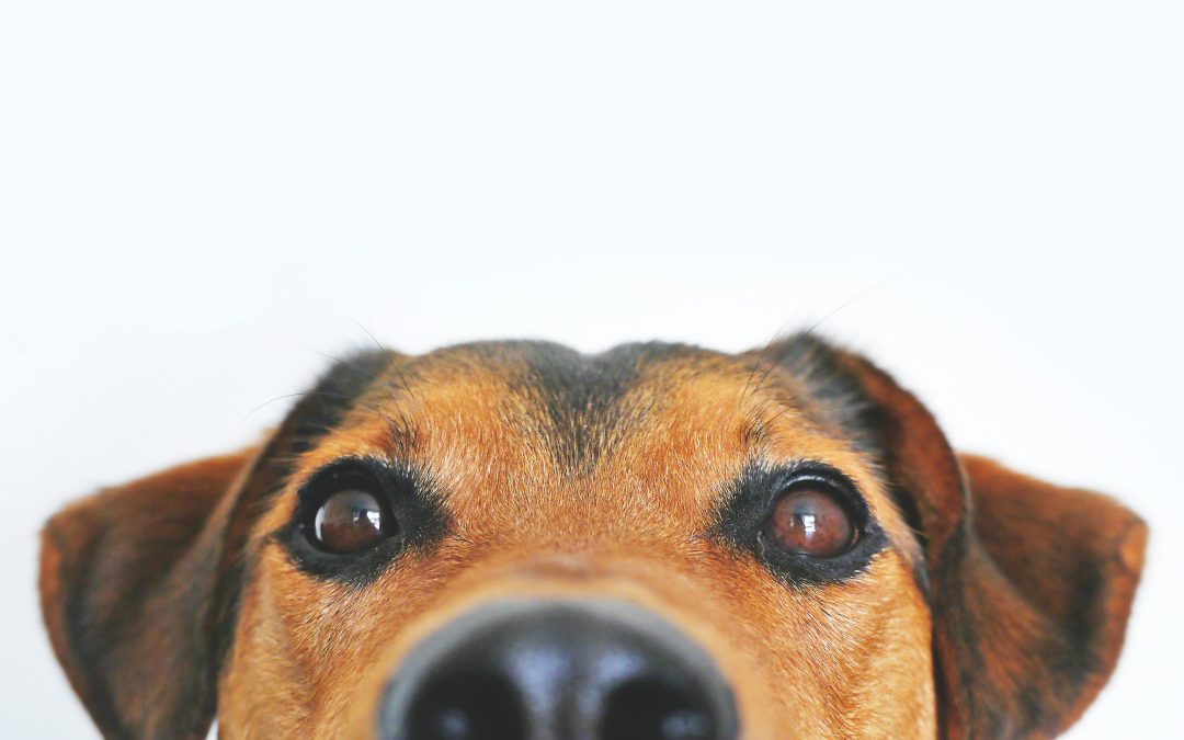 The Dog, the Scooter, and the Community (Episode 136)